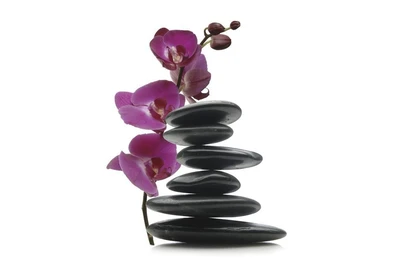 Balance Skin Care Studio logo