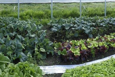 Mama Tee's Farmstead logo