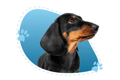 Puppies-R-Us logo